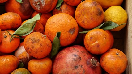 Food Loss at the Farm. Rotten tangerines oranges pomegranates. Exotic tropical fruits. Biowaste,...