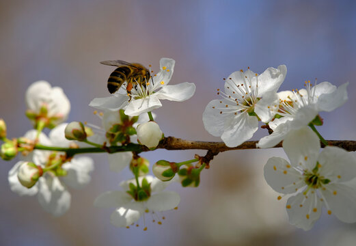 Plum blossom with bee