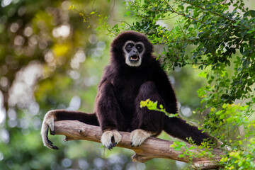 Gibbon on the tree in the zoo.