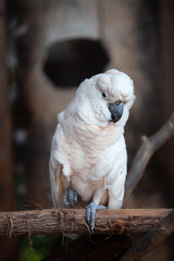 Large cockatoo, relatively large white cockatoo.