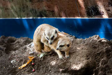 meerkat, suricate mating in the zoo park.