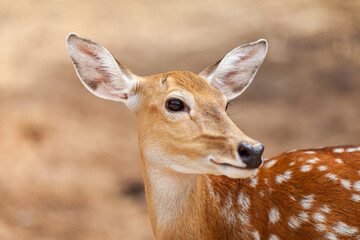 Chital, Cheetal, Spotted deer, Axis deer, National Park in Thailand.