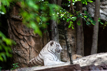 The white tiger, bleached tiger.