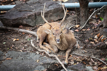 Chital, Cheetal, Spotted deer, Axis deer, National Park in Thailand.