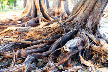 Tree roots on the beach.