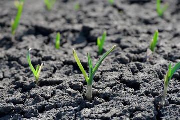 Micro green, early spring garlic sprouts in soil, agriculture photo