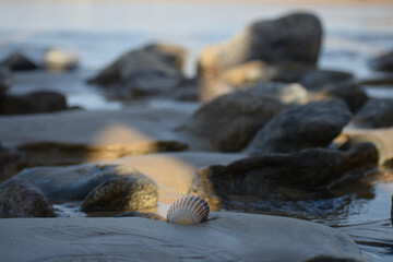 coquillage échoué