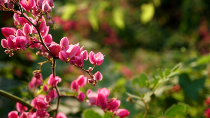 Fototapeta na wymiar Pink flowers on green blurred background, soft focus