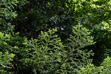 Silver fir green foliage