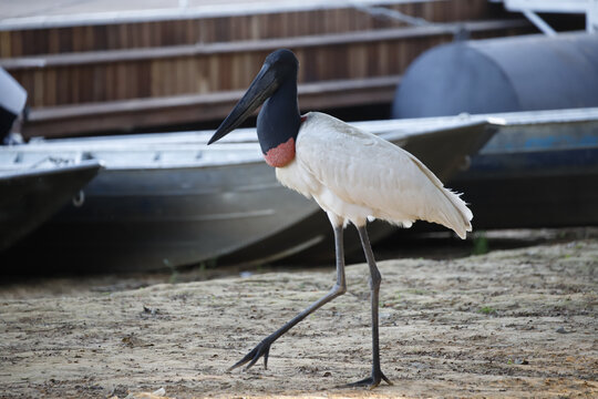 Beautiful shot of Brazilian jabiru bird with a boat in the background