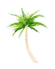 Coconut tree isolated on white, watercolor palm tree, creative hand drawn illustration 