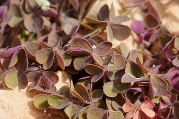 oxalis