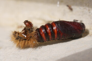 chenille d'écaille cramoisie