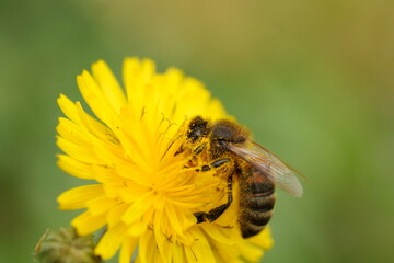 macro d'abeille