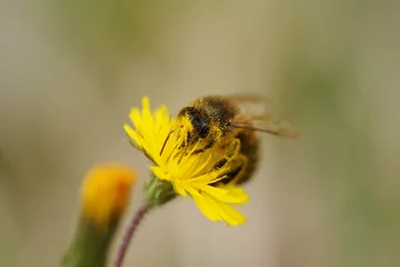 Fotobehang macro d'abeille © Pascal Cointe