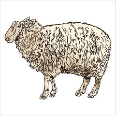 Vector antique engraving drawing illustration of sheep isolated on white background