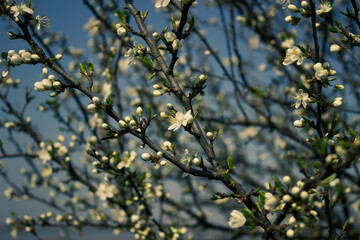 Spring background. Branches of the wild blackthorn (Prunus spinosa) in bloom against the blue sky.