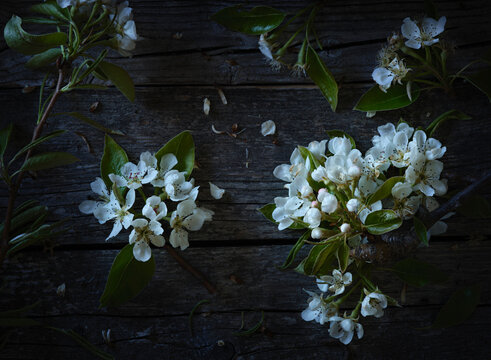 pear blossom