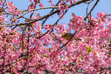 Japanese White-eye and Cerasus lannesiana Carriere at Shibuya, Tokyo, Japan