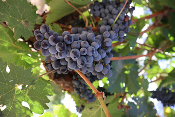 Vertical closeup of cabernet sauvignon grapes on the vine. Paso Robles, California.