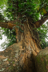 Massive tree at Peradeniya botanical gardens, Sri Lanka