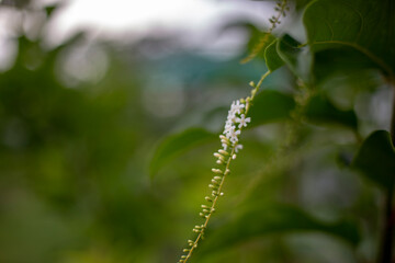 Close up photo of Butterfly Bush and blurred background.