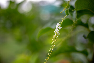 Close up photo of Butterfly Bush and blurred background.