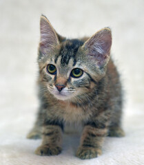 beautiful gray tabby marble kitten