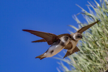 Closeup of the sand martins. Riparia riparia or European sand martins, bank swallows.