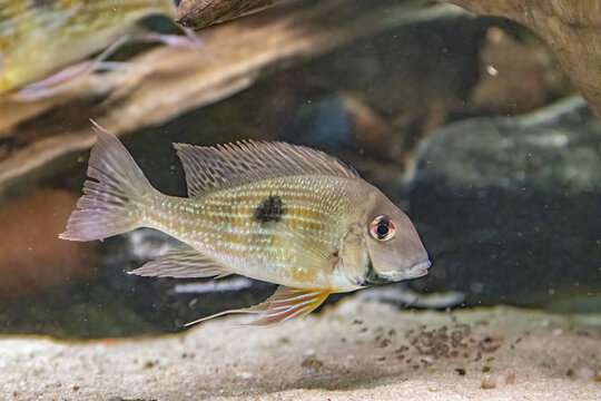 Closeup of the Geophagus dicrozoster.