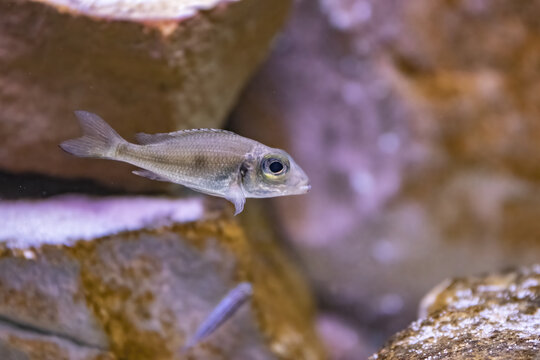 Closeup of the Xenotilapia nasus in the aquarium.