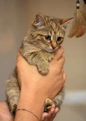 cute striped brown kitten in hands