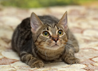 Obraz premium young brown tabby cat european shorthair