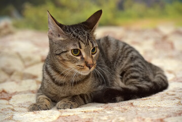 young brown tabby cat european shorthair - 495668396