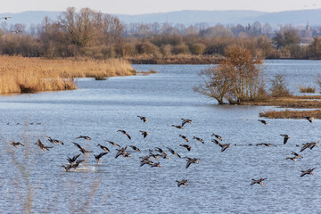 Gänseschwarm am Altmühlsee