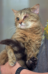striped sad one-eyed cat at animal shelter