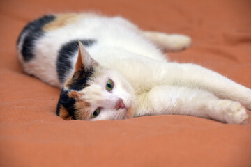 beautiful cute tricolor with white cat