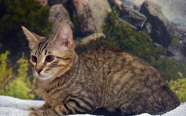 tabby with brown kitten 4 months old