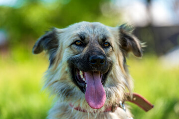 adorable beige fluffy mestizo dog in summer