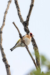 European Goldfinch perched on a tree branch