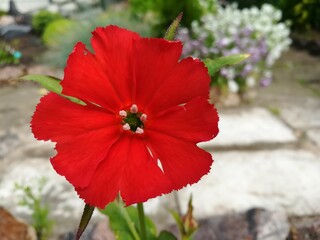 bright fiery red lychnis arkwrightii flower close up.blooming flower