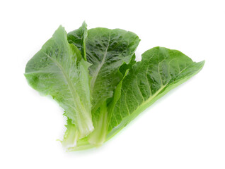 Cos Lettuce isolated on white background