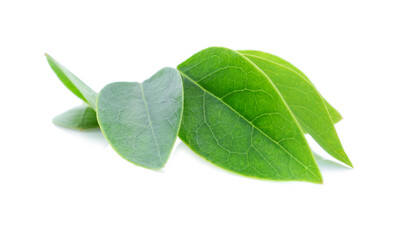 star gooseberry on white background