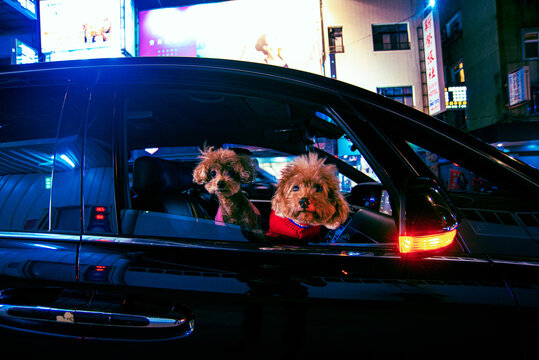 Closeup Of Brown Fluffy Dogs Looking Out From The Window Of A Car At Night