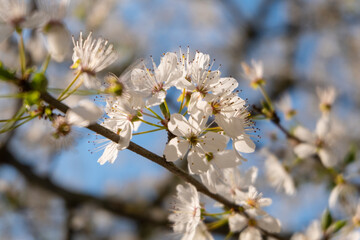 German Spring