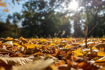 Berlin Autumn
