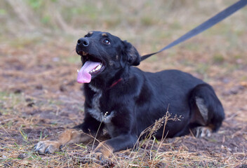 black dog mongrel in an animal shelter