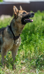 blind german shepherd dog at animal shelter