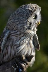 great grey owl close up photo