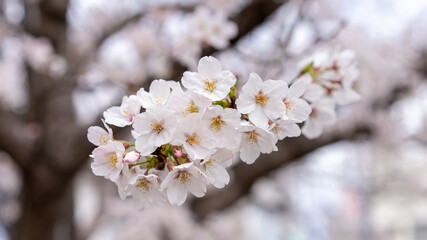 Naklejka premium 桜（ソメイヨシノ）